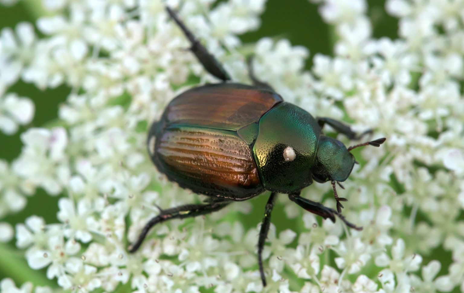 Japanese Beetles Who are They and What do I do About Them?